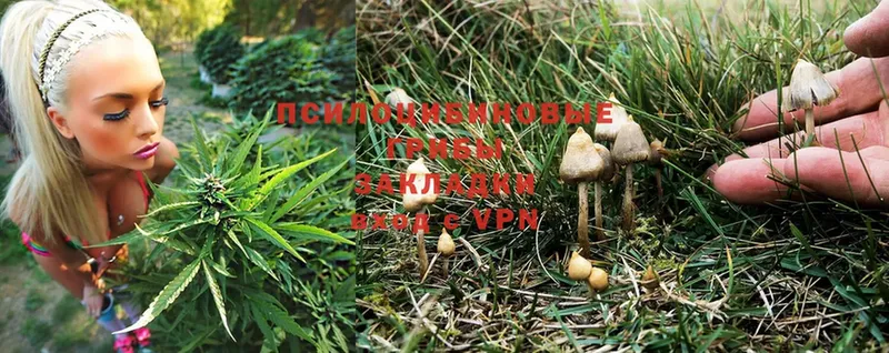 Псилоцибиновые грибы Cubensis  купить   Наволоки 